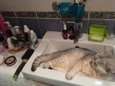 Кот устал просыпаться ночью