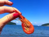 Кратко о нашем лете 2016🌞