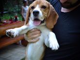 Аллергия у детей на животных😔