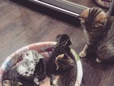 Шотландские котята