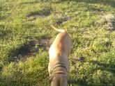 Краснодар! 05.06.2016г. потерялась собака, наш друг и член семьи !!!!
