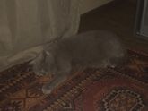 Мой первый котосын))люблю эту