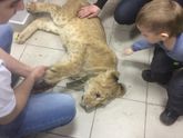 Только для Ульяновска