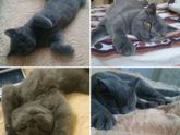 Про кота