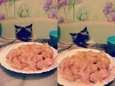 Про кошабру