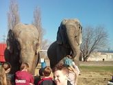 Кто еще не видел в Мелитополе слонов?