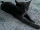 Про кота