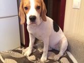 Разбавлю атмосферу ) своей