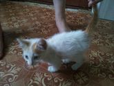 Волгоград котенок