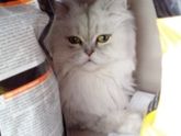 Кот в добрые руки