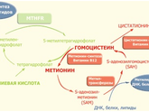 ЭКО Гомоцистеин