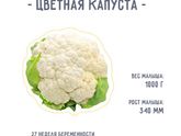 26 недель нашей третьей беременности и общая "отбавка" веса