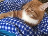 Лежит балдеет 🐱