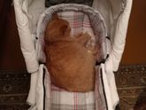 Мой первый котосын))люблю эту