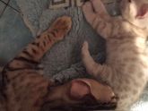 Снежные леопарды. Любимые питомцы для дома