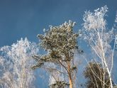 Деревенская зимняя сказка