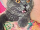 Котика вам в ленту