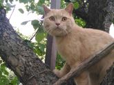 КОТ БРИТАНЕЦ В ДОБРЫЕ РУКИ У РЕБЕНКА АЛЛЕРГИЯ!!!!!!!