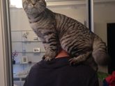 Кот научился открывать двери
