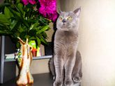 Заболел кот