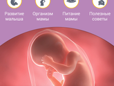 30 недель