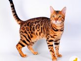 Бенгальская кошка.