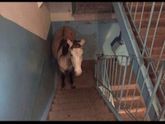 Девчонки, признавайтесь , чей принц припарковался ?