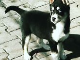 Сегодня сделали нашей красотке