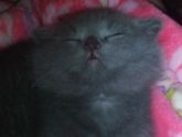 У кого кот британец?