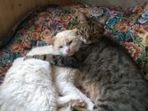 Котики нежности