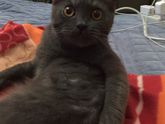 Обожаю кисок🐈