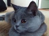 Британская кошка!