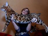 Кот научился открывать двери