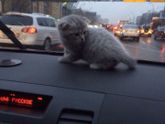Царь! Очень приятно, Царь!