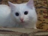 У кого коты, отзовитесь!