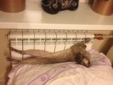 О кошках.
