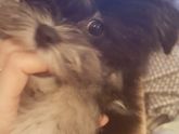 🐶