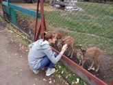 Как то осенью , на страусинной ферме