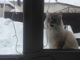 Заморозила,коза?