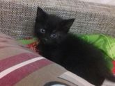 Срочно нужно пристроить котят
