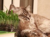 Корм для кошек Наша марка
