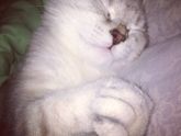 Как назвать котика??