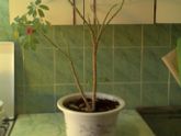 ЦветоШницы подскажите.