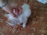Волгоград котенок