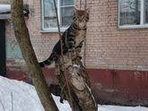 Котик красивый😻
