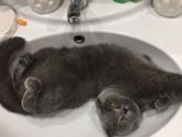 Мои красотки)))Клёпа и Муся!))