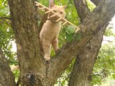 КОТ БРИТАНЕЦ В ДОБРЫЕ РУКИ У РЕБЕНКА АЛЛЕРГИЯ!!!!!!!