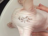 нужна консультация ветеринара или специалиста по сфинксам