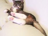 Аллергия у детей на животных😔