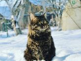 У кого вислоухие британские